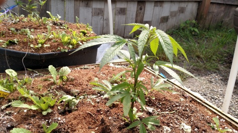 Cannabis clones veg garden organic soil 