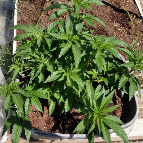 Oregon organic garden heavy micro Grow cannabis