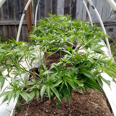 Outdoor heavy micro grow marijuana legal recreation