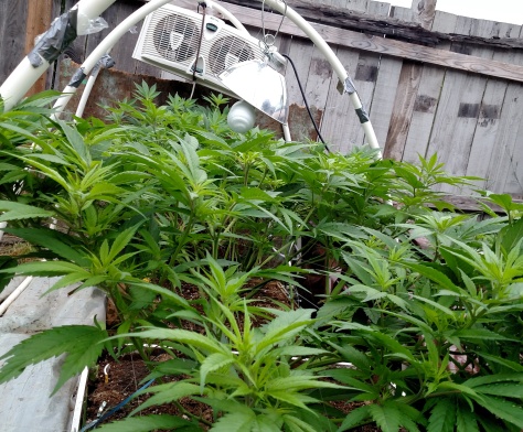 Marijuana heavy micro grow gardening 