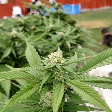 Cannabis marijuana Oregon heavy Micro Grow garden 