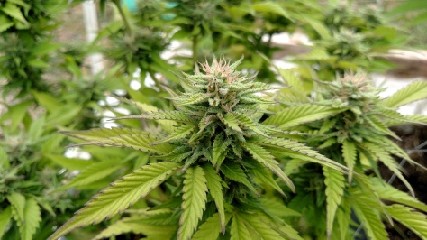 Oregon garden cannabis marijuana garden 