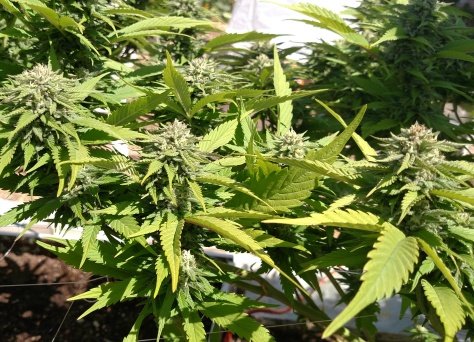Oregon organic marijuana lower buds 