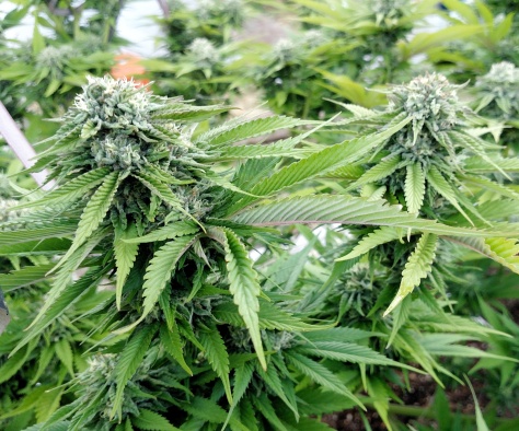 Heavy Micro Grow marijuana home grow garden 